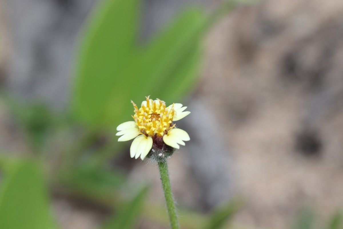 Tridax procumbens L.